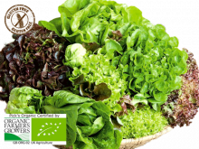 lettuce