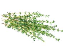 thyme