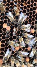 honey bees