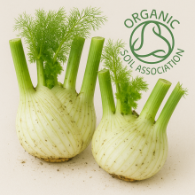 fennel